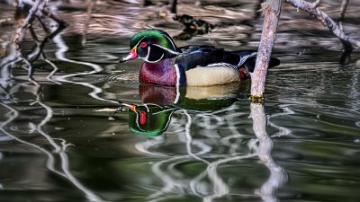 D5A_6801RodingWoodDuckCrop169A1V.jpg