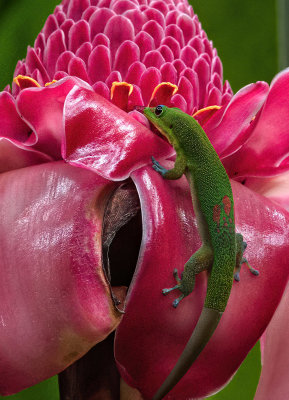 D5B_4507GeckoBromeliadHiloCropC1.jpg