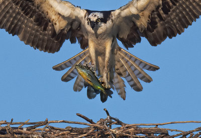 Osprey andFish1.jpg