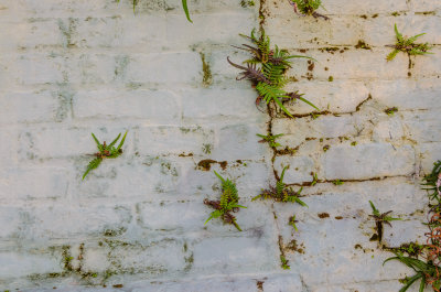 Brick wall