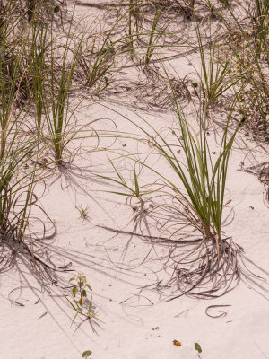 New Smyrna Beach