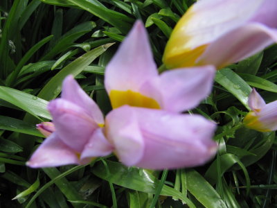 tiny tulips