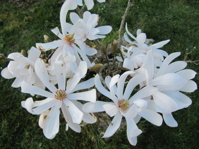 pretty white magnolia