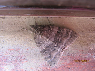 moth on the pavement