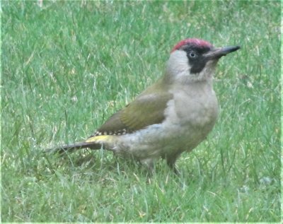 common green woodpecker