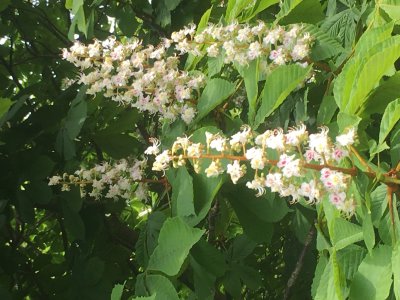 horse chestnut flowers