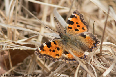 Grote vos / Large Tortoiseshell