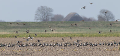 Goudplevier / Golden Plover