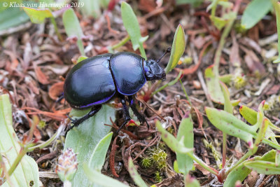 Voorjaarsmestkever / Spring Dung Beetle