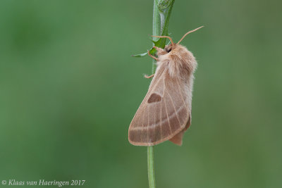 Lemonia balcanica