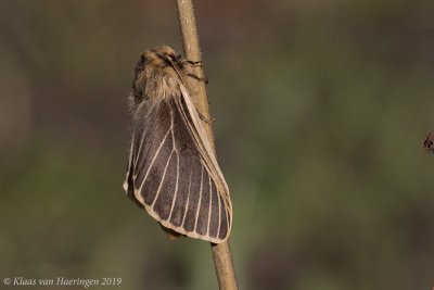 Lemonia philopalus vazquezi