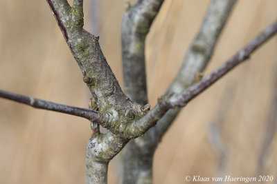 Eikenblad / Lappet