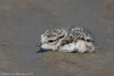 Bontbekplevier / Common Ringed Plover