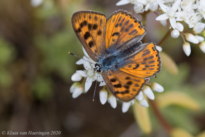 Violette vuurvlinder / Purple-shot Copper