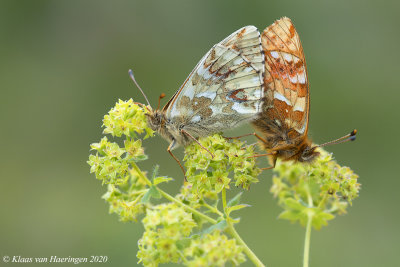 Bergparelmoervlinder / Mountain Fritillary