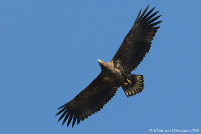 Zeearend /  White-tailed eagle 