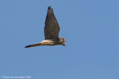 Torenvalk - Common Kestrel - Falco tinnunculus