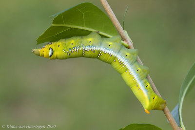 Oleanderpijlstaart / Oleander Hawk-moth