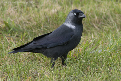 Kauw / Jackdaw