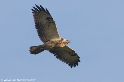 Buizerd - Buzzard - Buteo buteo