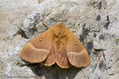 Hageheld / Oak Eggar