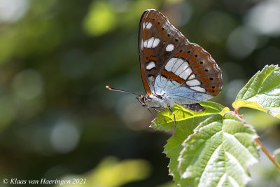 Blauwe ijsvogelvlinder / Southern White Admiral
