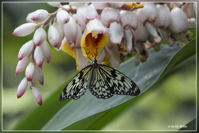 Vlindorado vlindertuin