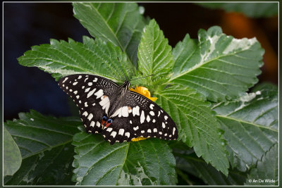 Klein Costa Rica - vlindertuin 