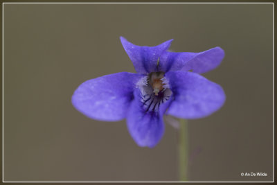 Maarts viooltje - Viola odorata