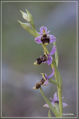 Ophrys scolopax 