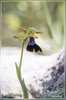 Ophrys atlantica