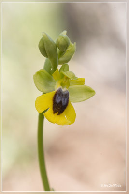 Ophrys lutea - Gele Ophrys