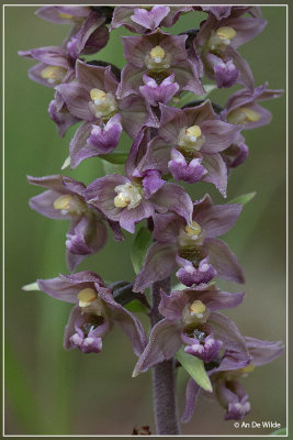 Epipactis ....