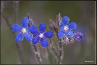 Ossetong - Anchusa azurea