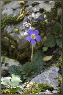 Flora Spaanse Pyreneen