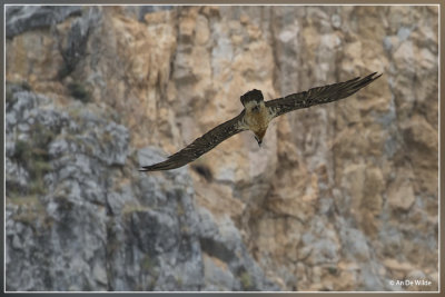 Lammergier - Gypaetus barbatus