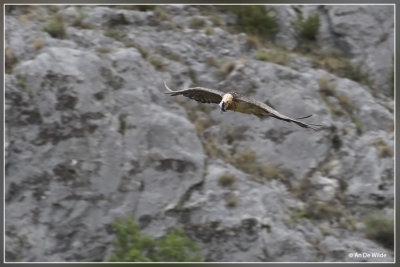 Lammergier - Gypaetus barbatus