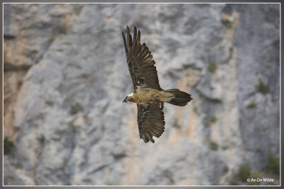 Lammergier - Gypaetus barbatus