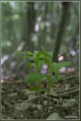 _MG_9768.jpg