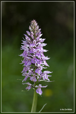 Dactylorhiza fuchsii