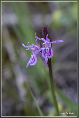 Dactylorhiza traunsteineri.