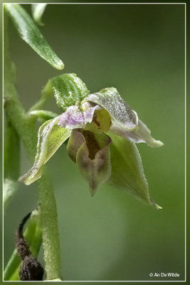 Epipactis leptochila 