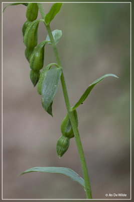 Epipactis phyllanthes subsp. degenera