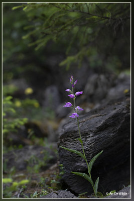 _MG_6684.jpg