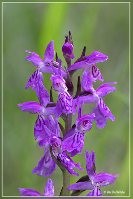  Dactylorhiza traunsteineri