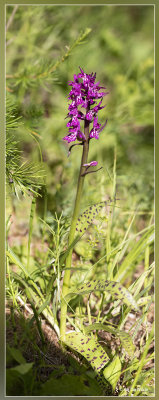 _MG_5121-5128kopie.jpg