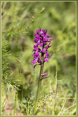 _MG_5121-5128kopie2.jpg