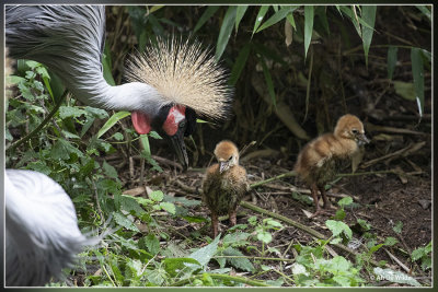 Olmense Zoo : Vogels (andere dan tropenhal)