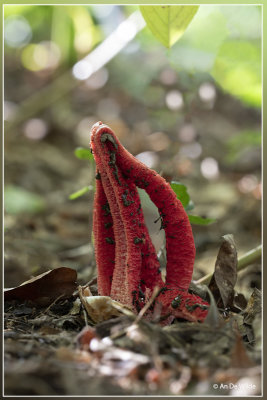 Inktviszwam - Clathrus archeri