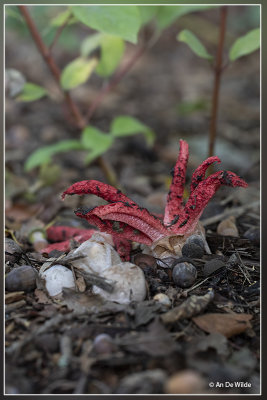 Inktviszwam - Clathrus archeri